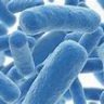 Los probióticos pueden ayudar con los resfriados